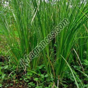 Organic Vetiver Oil