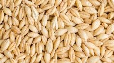 Barley, Packaging Type : Jute Bag