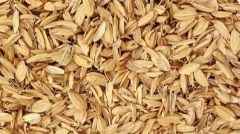 Rice Bran for Cattle Feed