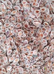 Asjo Products Natural Silver Oak Tree Seeds, Color : White