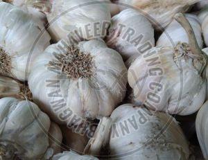 Fresh White Garlic