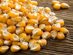 Maize Seeds