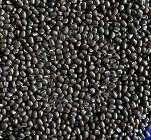 Sabut Urad Dal