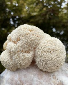 Fresh Lion\'s Mane Mushroom