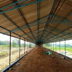 Poultry Sheds