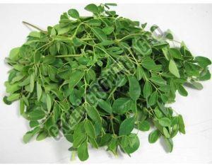 Organic Moringa Dried Leaves, Color : Green
