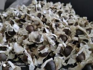 Natural Moringa Seeds, Grade Standard : Food Grade