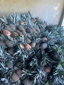 Fresh Pineapples