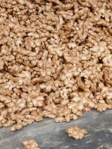 Ginger