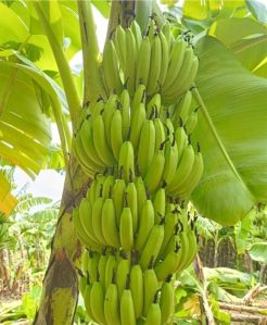Bananas
