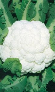 Cauliflower
