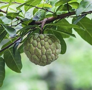 Custard Apple