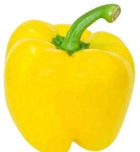 Yellow Capsicum