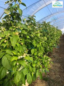 Polyethylene Single Span Poly Tunnel Hoop House