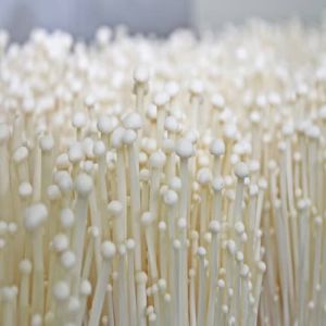 Enoki Mushroom