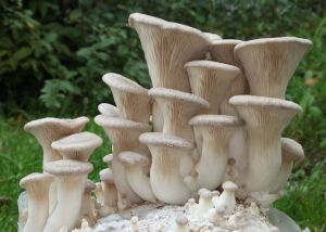 King Oyster Mushrooms