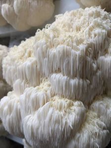 Lions Mane Mushroom