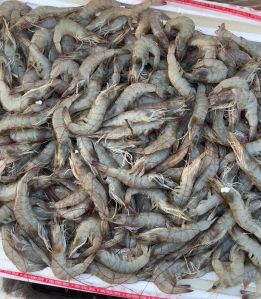 Fresh Prawn