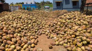 Dehusked Coconut