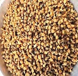 Dried Pedalium Murex
