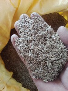 European Quality Cumin Seeds