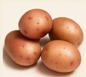 Lady Rosetta Potato