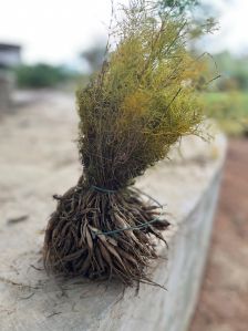 shatavari plant