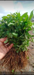 Stevia Plant