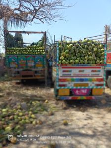 Tender Green Coconut