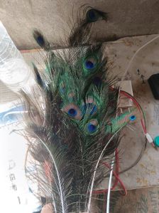 Peacock Feather