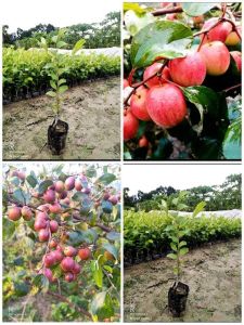 apple bear plant