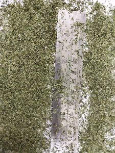 Moringa Herbal Tea