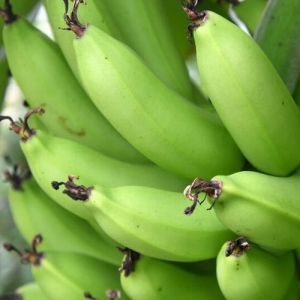 Fresh G9 Raw Banana
