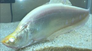 Albino Clown Knife Fish