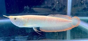 Albino Silver Arowana Fish