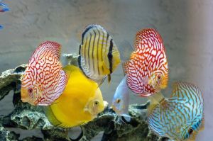 Discuss Fish