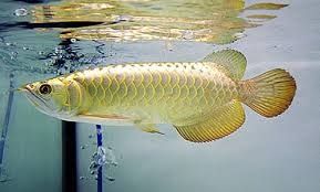 Golden Pearl Arowana Fish
