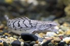 Marble Senegal Fish