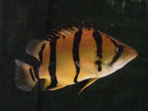 Ntt Datnoid Tiger Fish