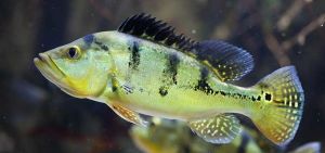 Peacock Bass Fish