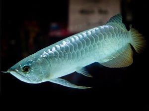 Silver Arowana Fish