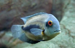 Uaru Cichlid Fish