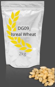 Israel DG 09 Wheat Grass Seeds For Farming- DG 09 Gehu Seeds
