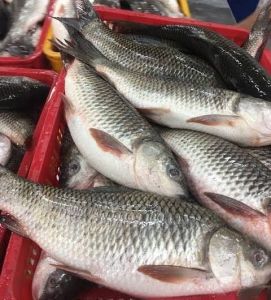 Rohu Katla Fish