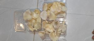 white oyster mushroom
