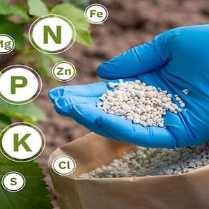 Organic Fertilizer Granules