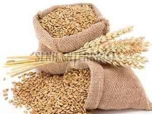 Dried Wheat Seeds