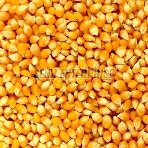Dried Yellow Corn