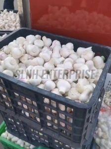 Fresh Garlic
