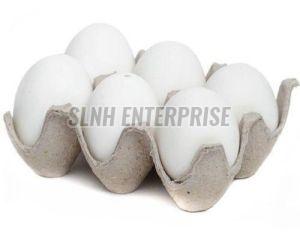 Fresh White Chicken Egg